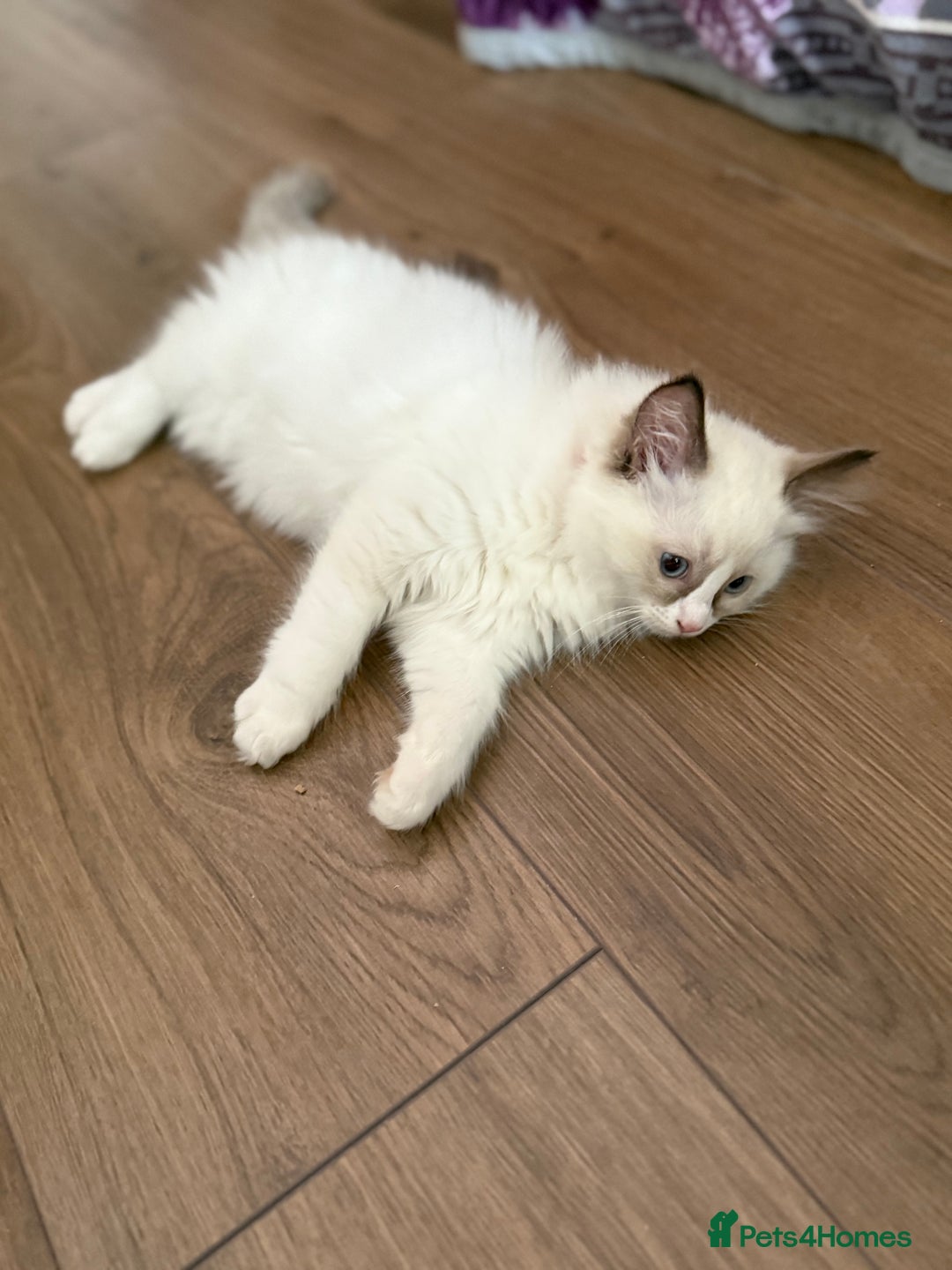 Ragdoll cats for sale: HCM CLEAR RAGDOLL GIRL - Image 4