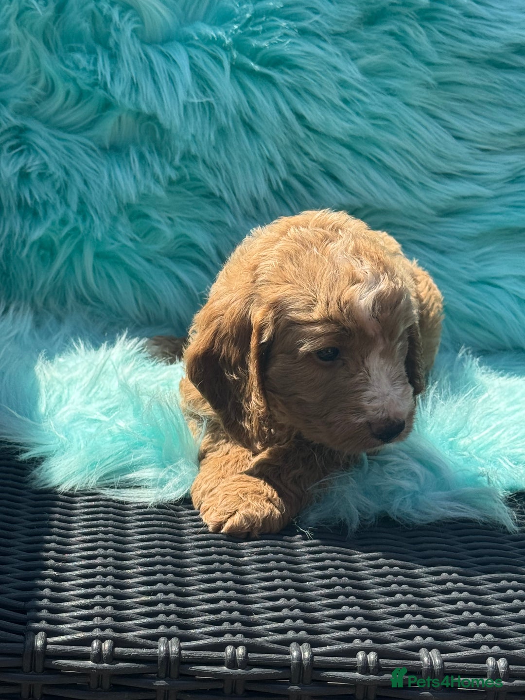 Cockapoo dogs for sale: Stunning Cockerpoo’s available  - Image 18