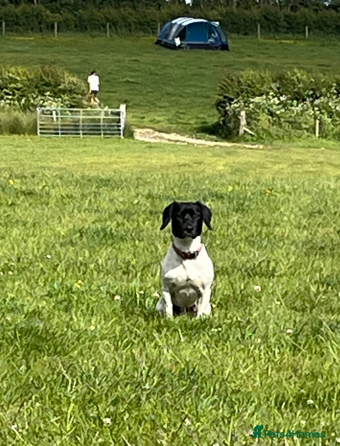Mixed Breed dogs for sale: 2 year old jack Russell cross - Advert 6