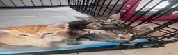 Domestic Shorthair cats for sale: domestic Shorthair Kittens  - Advert 2
