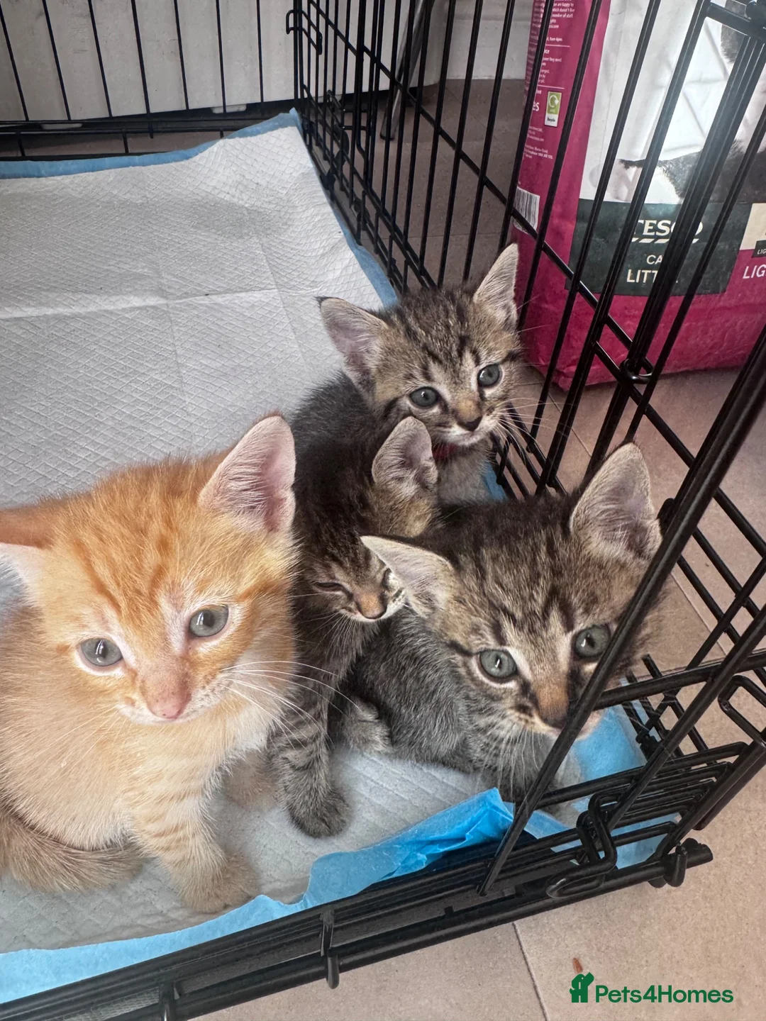 Domestic Shorthair cats for sale: domestic Shorthair Kittens  - Advert 2