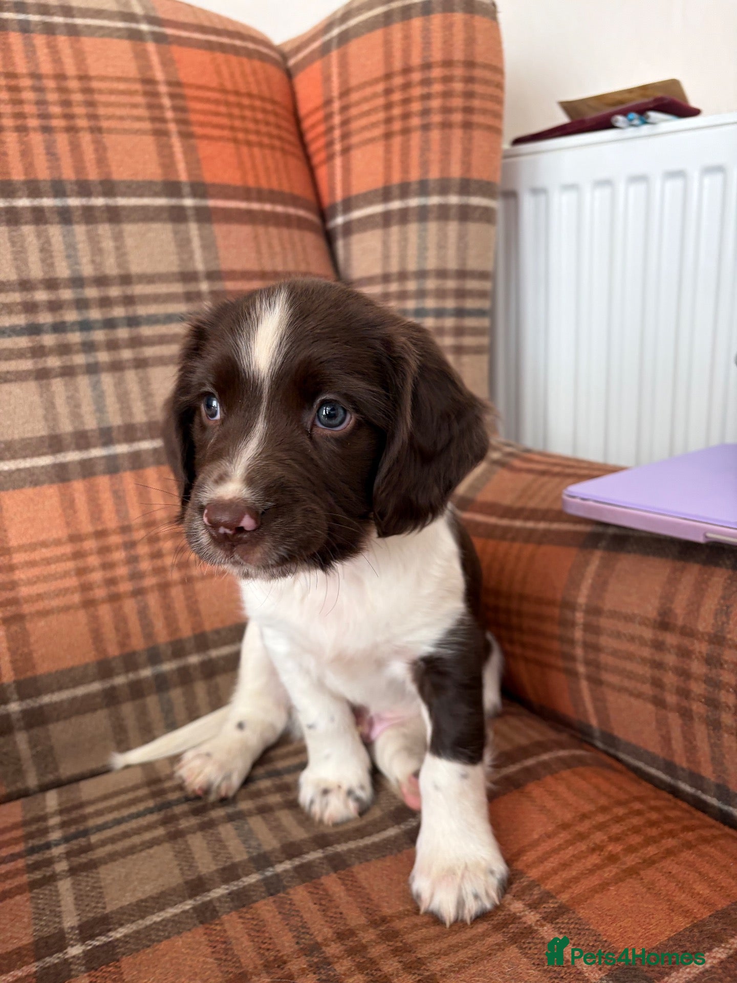 English Springer Spaniel dogs English Springer spaniel  - Advert 1