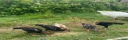 Chickens poultry for sale: 15 week old shamo chicks in Cheltenham - Advert 1