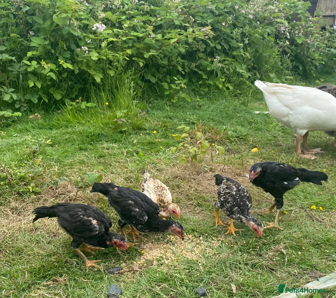 Chickens poultry for sale: 15 week old shamo chicks in Cheltenham - Advert 1