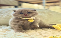 Scottish Fold cats for sale: Scottish fold - Image 1