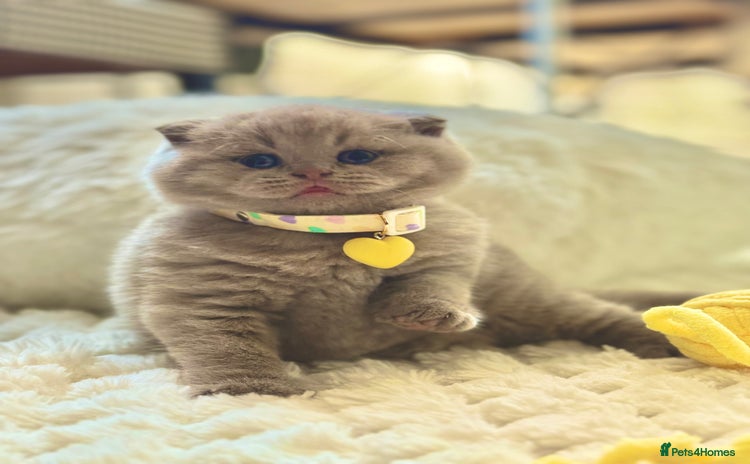 Scottish Fold cats - Advert 2