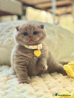 Scottish Fold cats - Advert 4