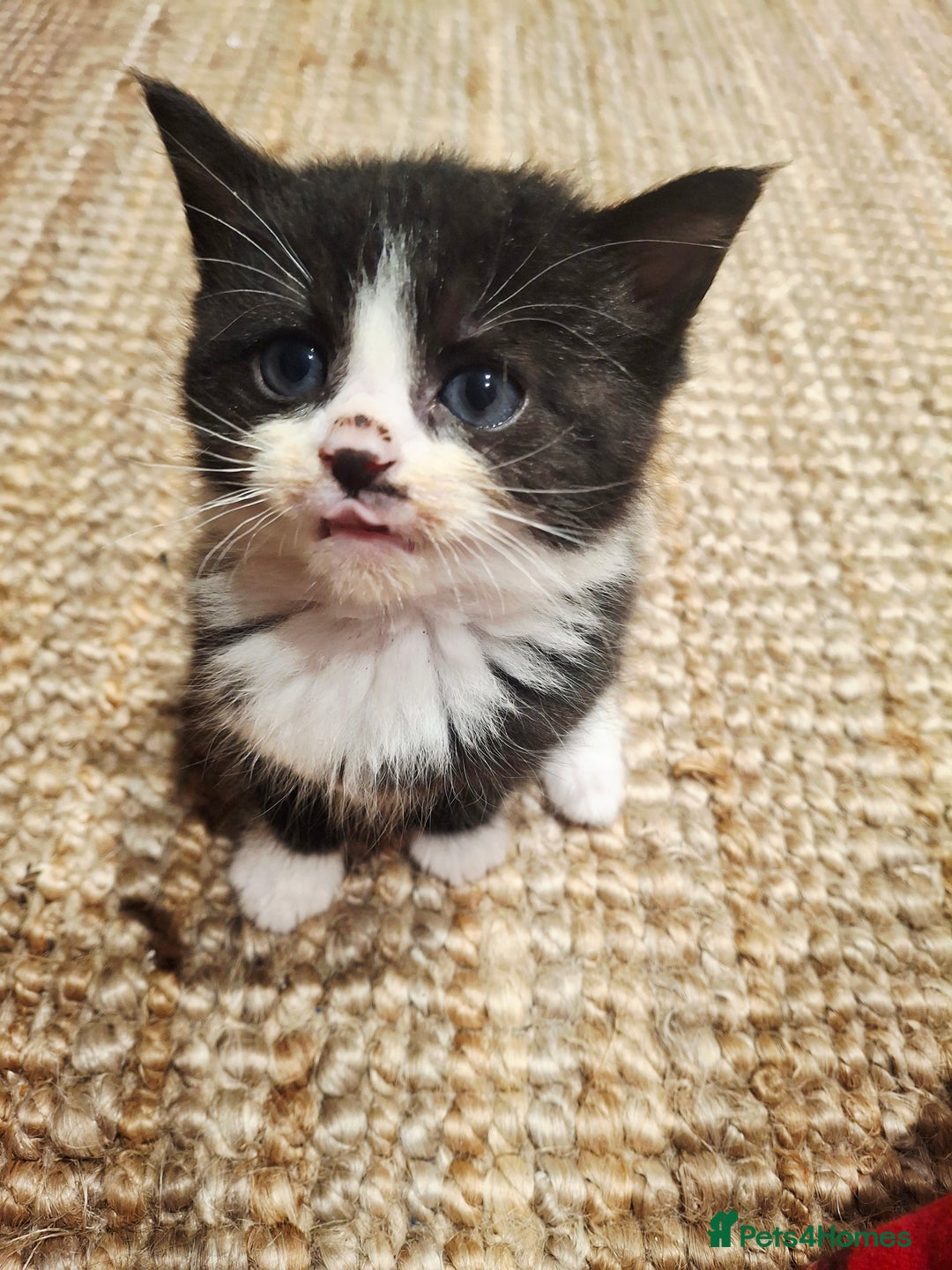 Mixed Breed cats for sale: READY FOR XMAS 🎄🖤🤍 - Advert 6