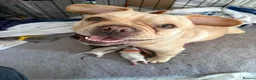 French Bulldog dogs for sale: 7 French Bulldogs - Advert 3