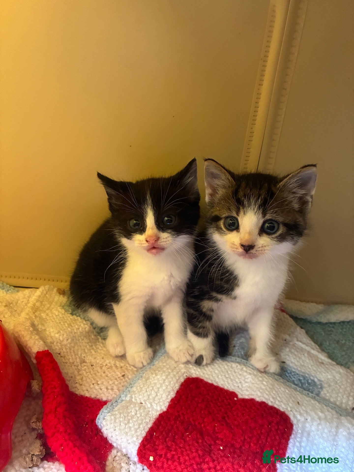 Mixed Breed cats Mixed breed kittens  - Advert 3