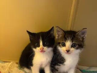 Mixed Breed cats Mixed breed kittens - Advert 3