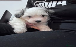 Bichon Frise dogs for sale: Adorable Puppies Ready for Their Forever Homes  - Image 23