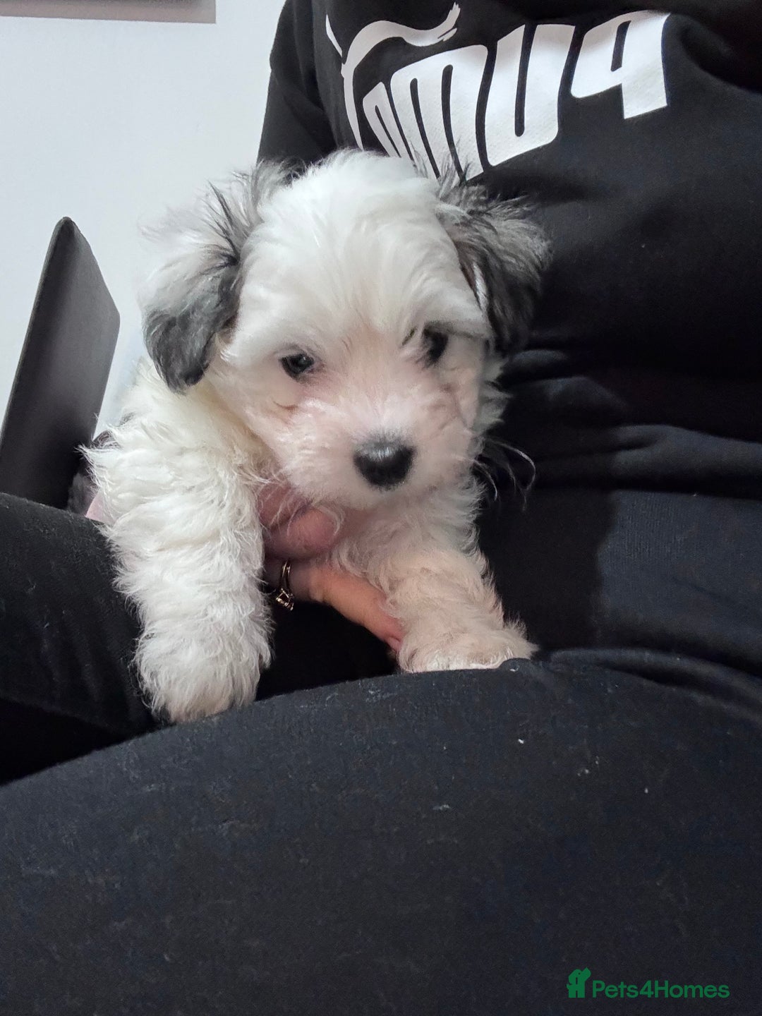 Bichon Frise dogs for sale: Adorable Puppies Ready for Their Forever Homes  - Image 23