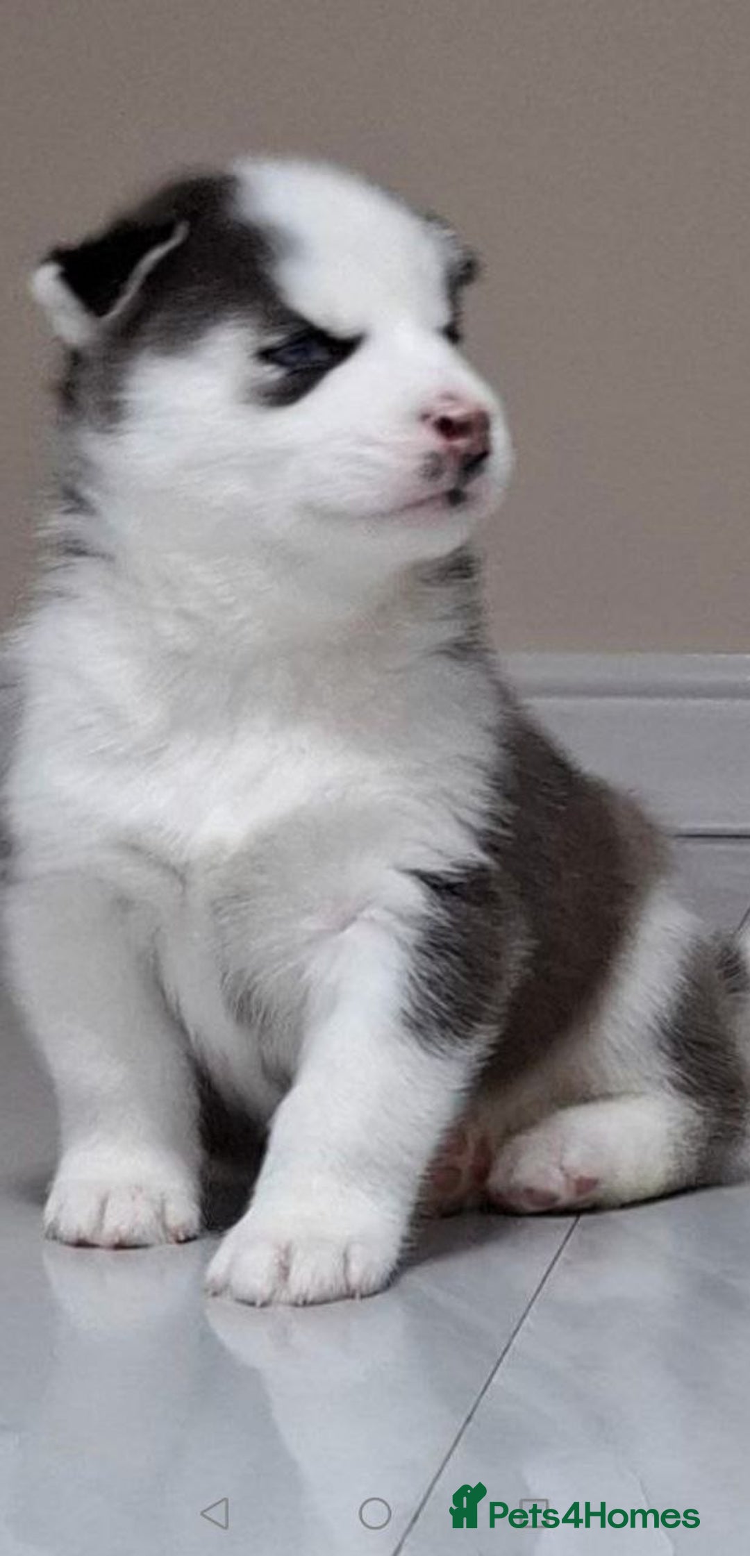 Siberian Husky dogs for sale: Siberian Huskies 1 Male 4 Female - Advert 21
