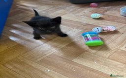 British Shorthair cats for sale: Black and white kittens for sale - Image 7