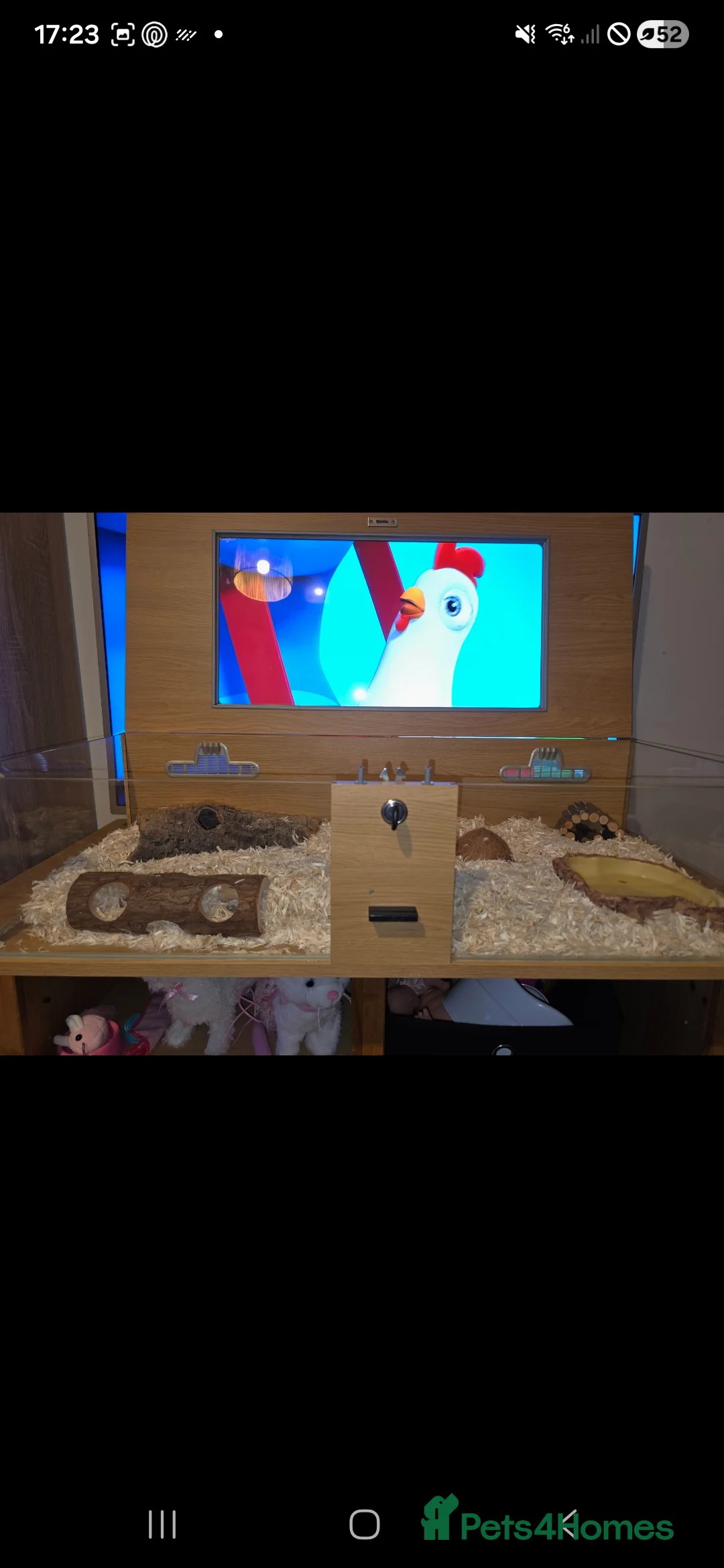 Snake reptiles for sale: Albino Western Hognose - Setup Perfect Starter Kit - Advert 5