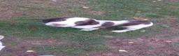 English Springer Spaniel dogs for sale: English springer spaniels in Bargoed - Advert 15
