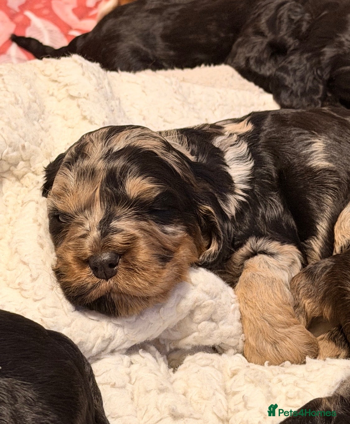 Cockapoo dogs F1 Cockapoo Puppies - Advert 17