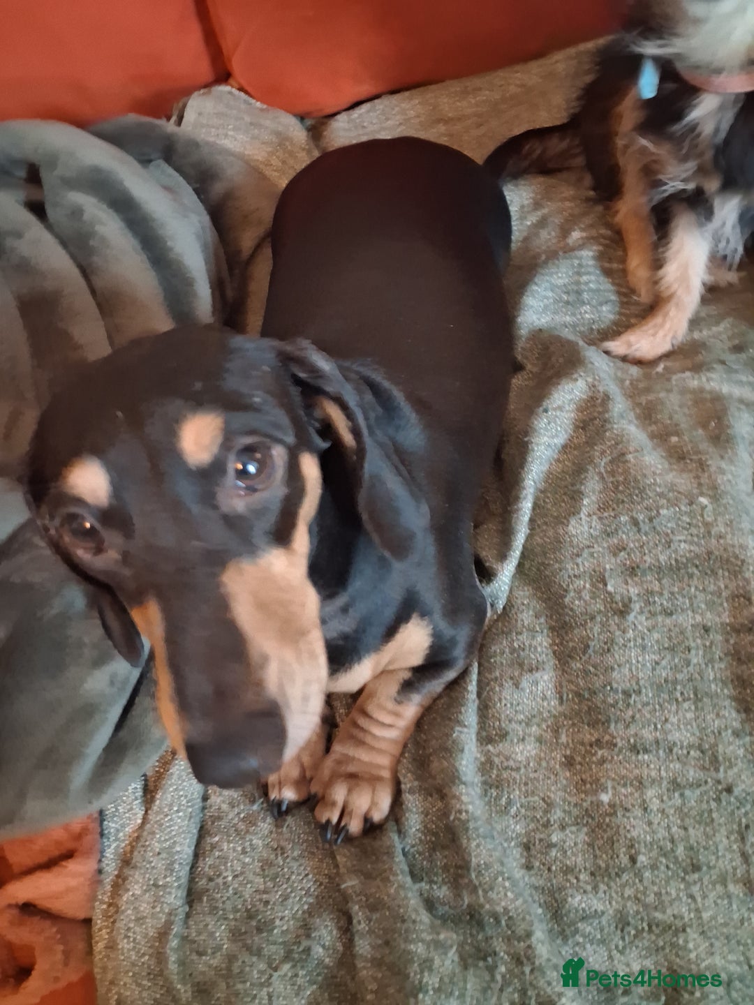 Miniature Dachshund dogs for sale: 2 mini daschunds Brother & Sister - Image 3