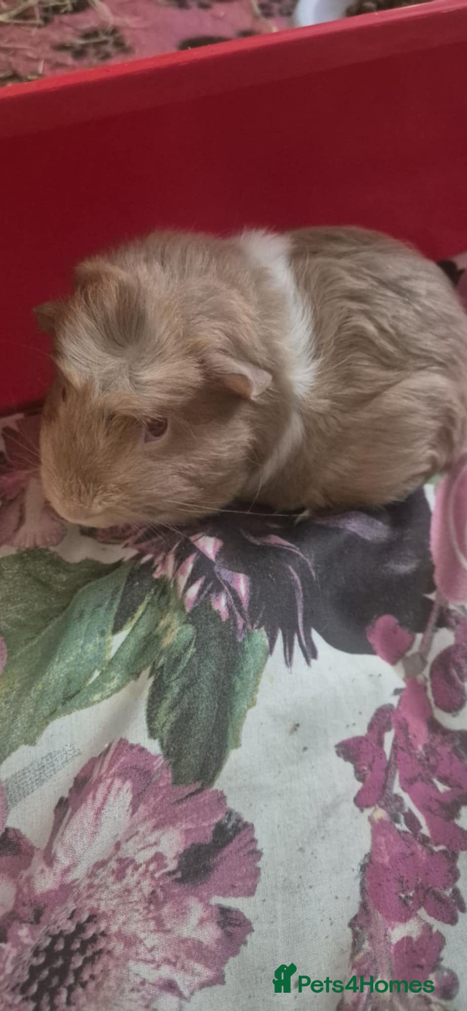 Guinea Pig rodents Flake and Kinder Bueno - Advert 9