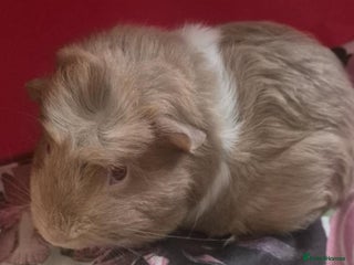 Guinea Pig rodents - Advert 24