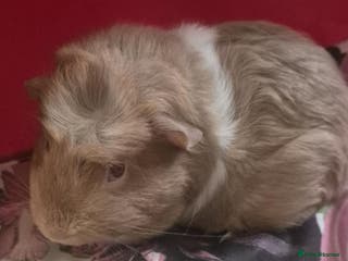 Guinea Pig rodents Flake and Kinder Bueno - Advert 18