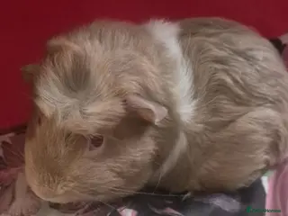 Guinea Pig rodents Flake and Kinder Bueno - Advert 12