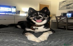 Pomsky dogs for sale: Nala the Pomsky🖤 - Image 1