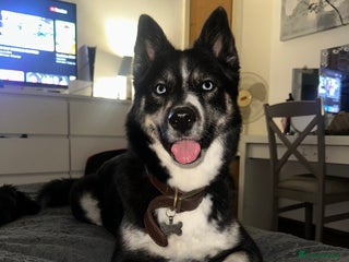 Pomsky dogs - Advert 1