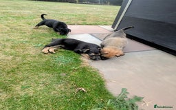 Mixed Breed dogs for sale: German shepherd cross, Belgium malinios  - Image 7