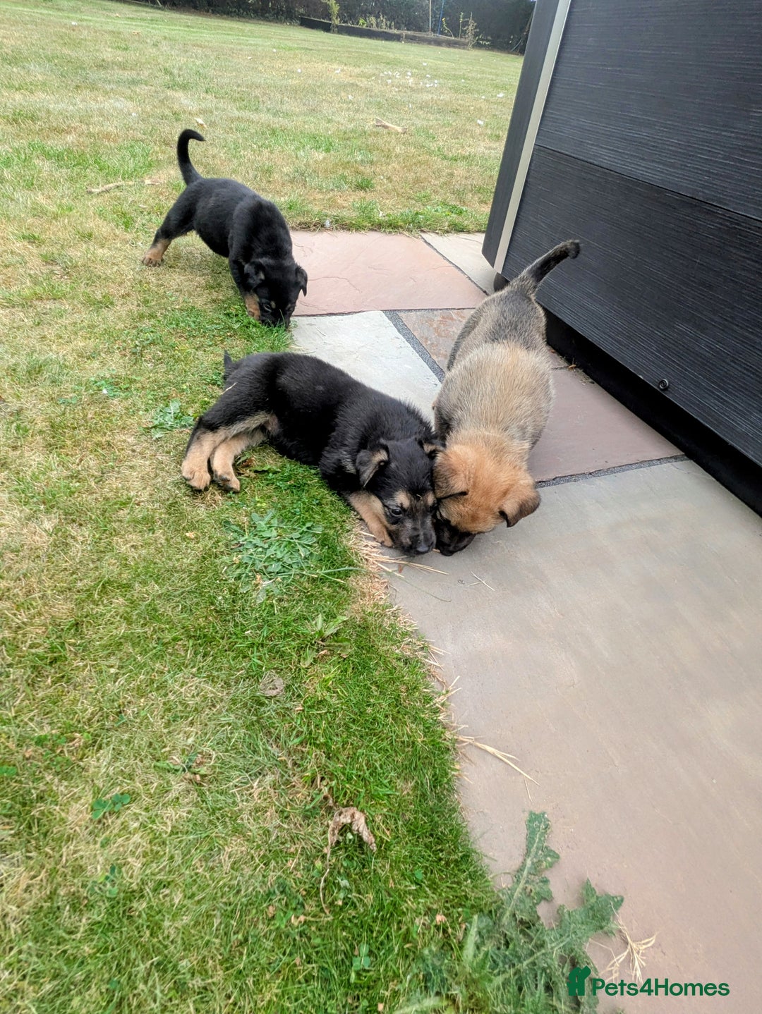 Mixed Breed dogs for sale: German shepherd cross, Belgium malinios  - Image 7