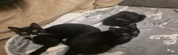 British Shorthair cats for sale: Half British shorthair cross DSH black & Tuxedo  in Sowerby Bridge - Advert 14