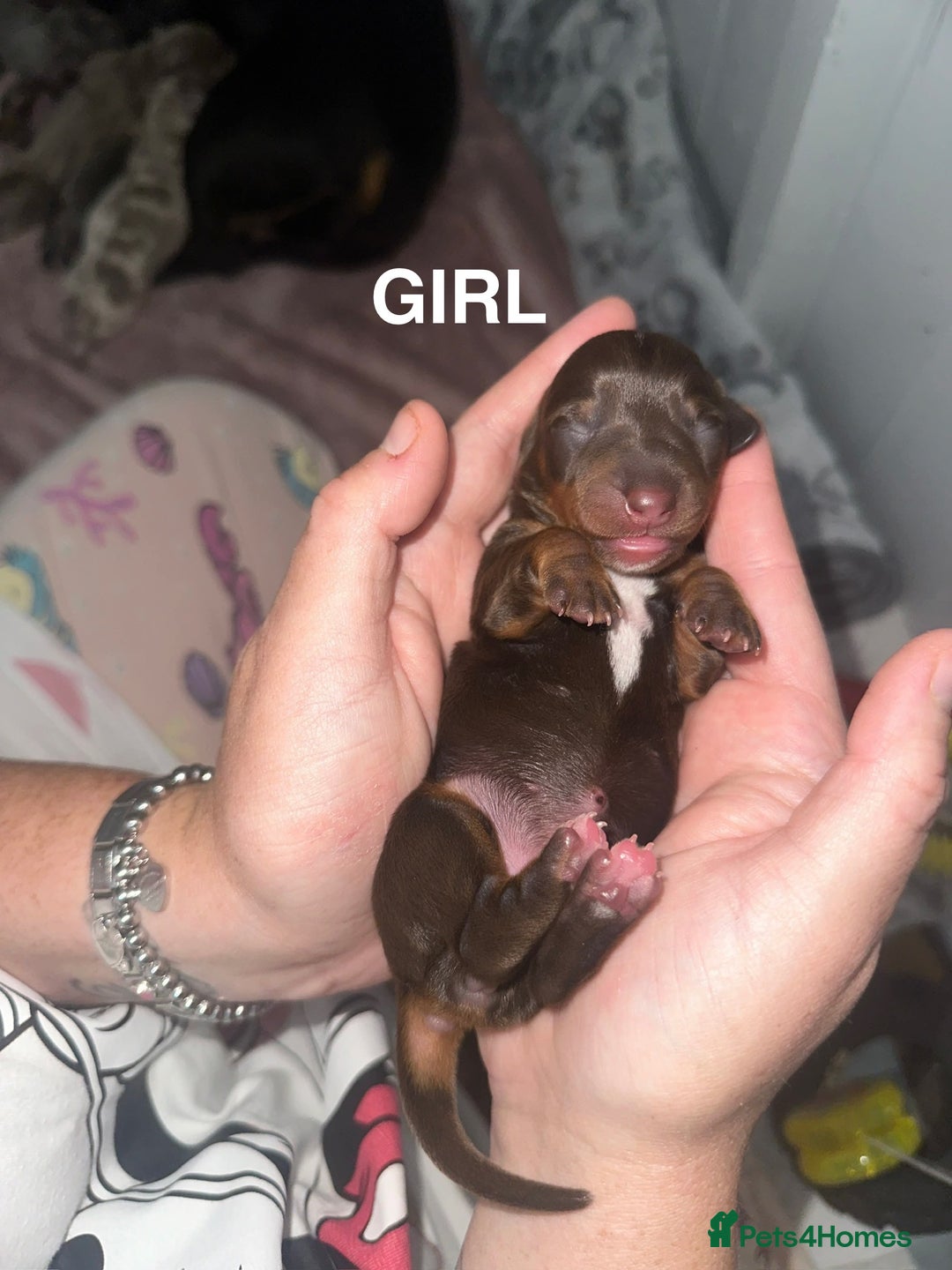 Miniature Dachshund dogs for sale: Miniature Dachshunds  - Image 8