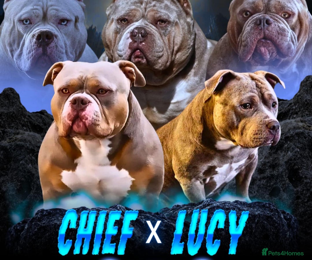 American Bully dogs for sale: BEAUTIFUL LITTER OF 8 POCKET BULLY PUPS - Image 1