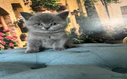 British Shorthair cats for sale: Beautiful British shorthair kittens 🐱 🥰 - Advert 10