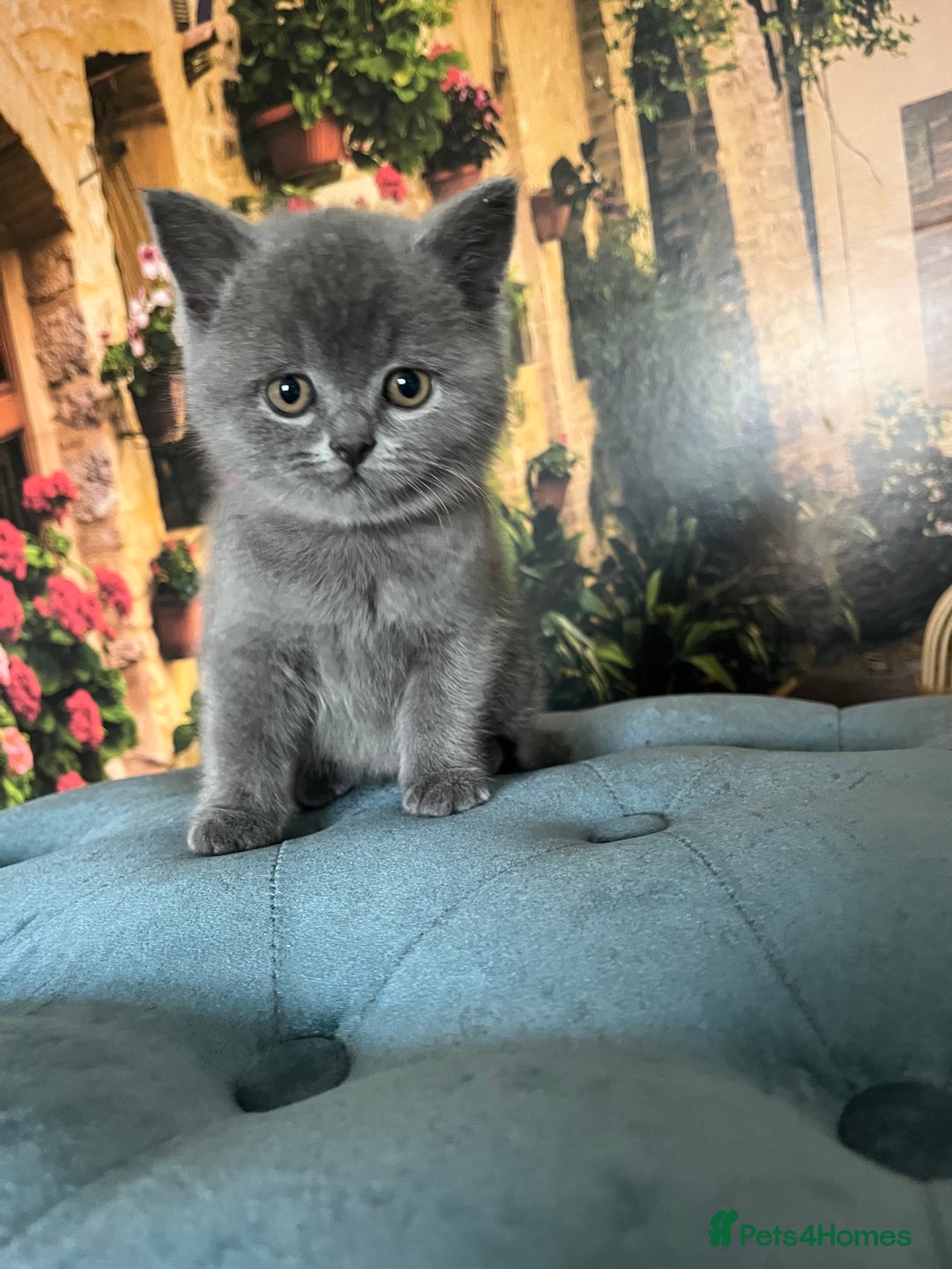 British Shorthair cats for sale: Beautiful British shorthair kittens 🐱 🥰 - Advert 10