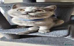 British Shorthair cats for sale: British Blue Shorthair - Image 11