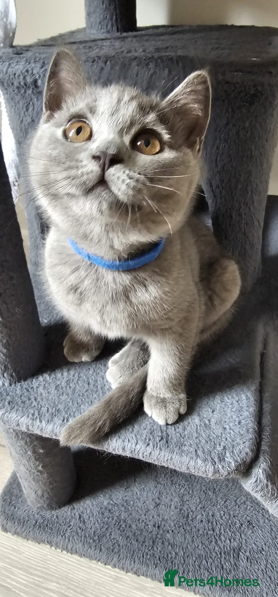 British Shorthair cats for sale: British Blue Shorthair - Image 11