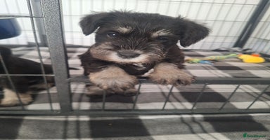 Miniature Schnauzer dogs - Advert 1