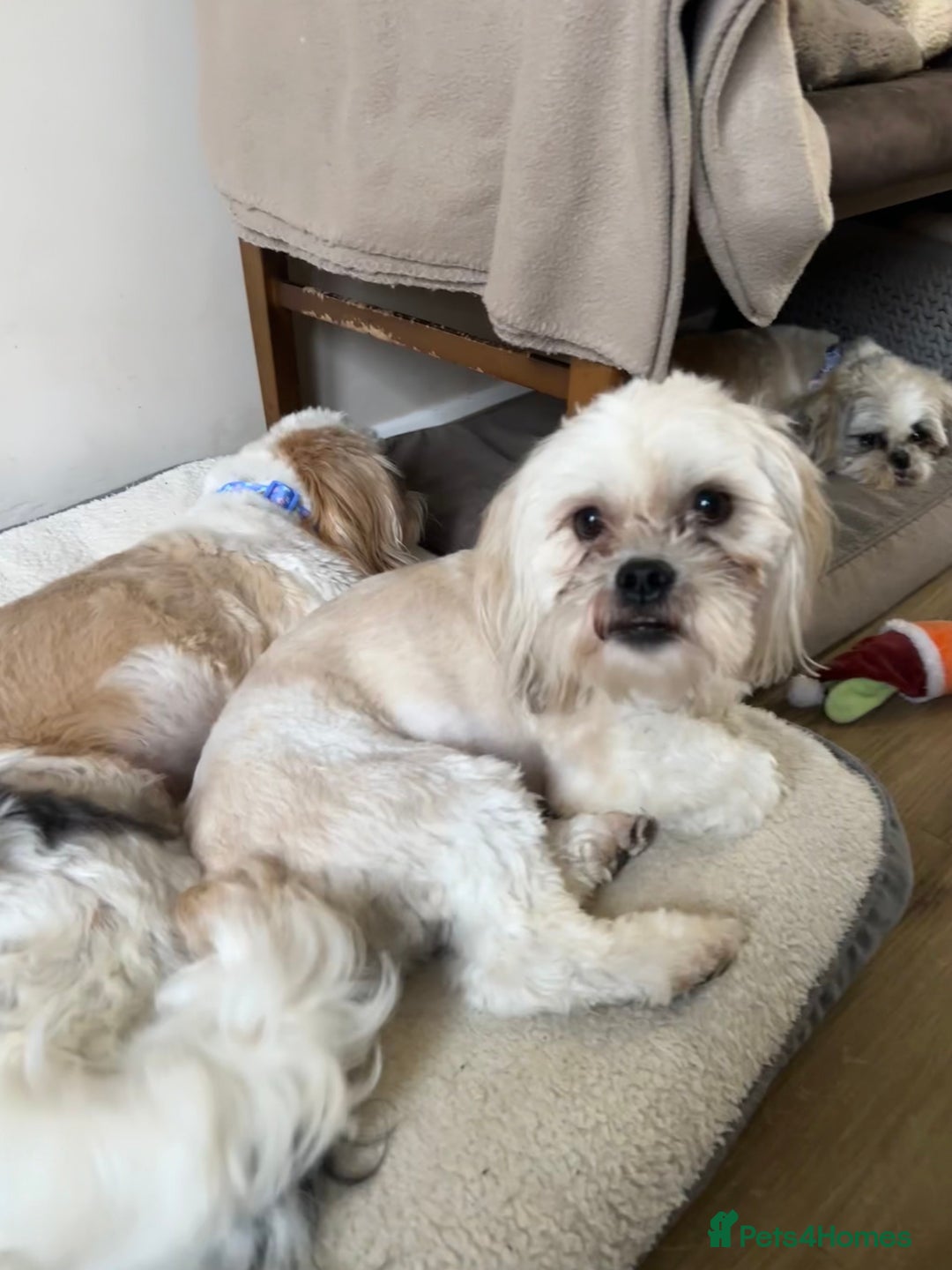 Mixed Breed dogs for sale: Loving Home wanted for Teddy🐾💙 - Advert 8