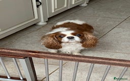 Cavalier King Charles Spaniel dogs for sale: Beautiful ADULT FEMALE CKCS - Image 5