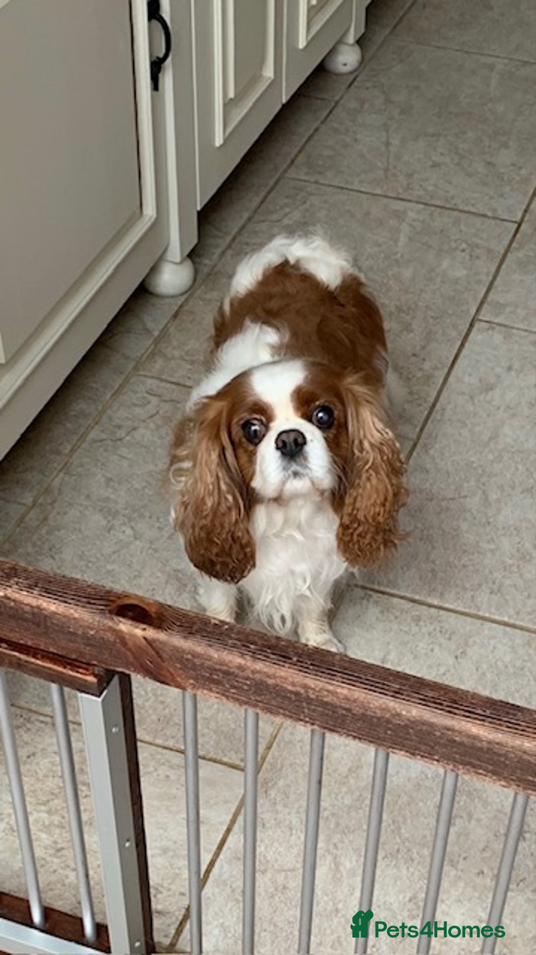 Cavalier King Charles Spaniel dogs for sale: Beautiful ADULT FEMALE CKCS - Image 5