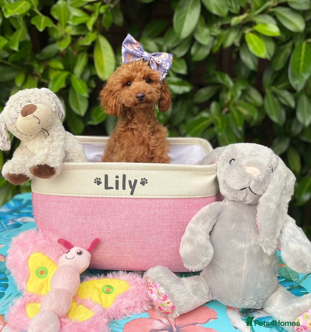 Toy Poodle dogs for sale: TINY TOY POODLE PUPPIES 5🌟LICENSED BREEDER  - Image 12