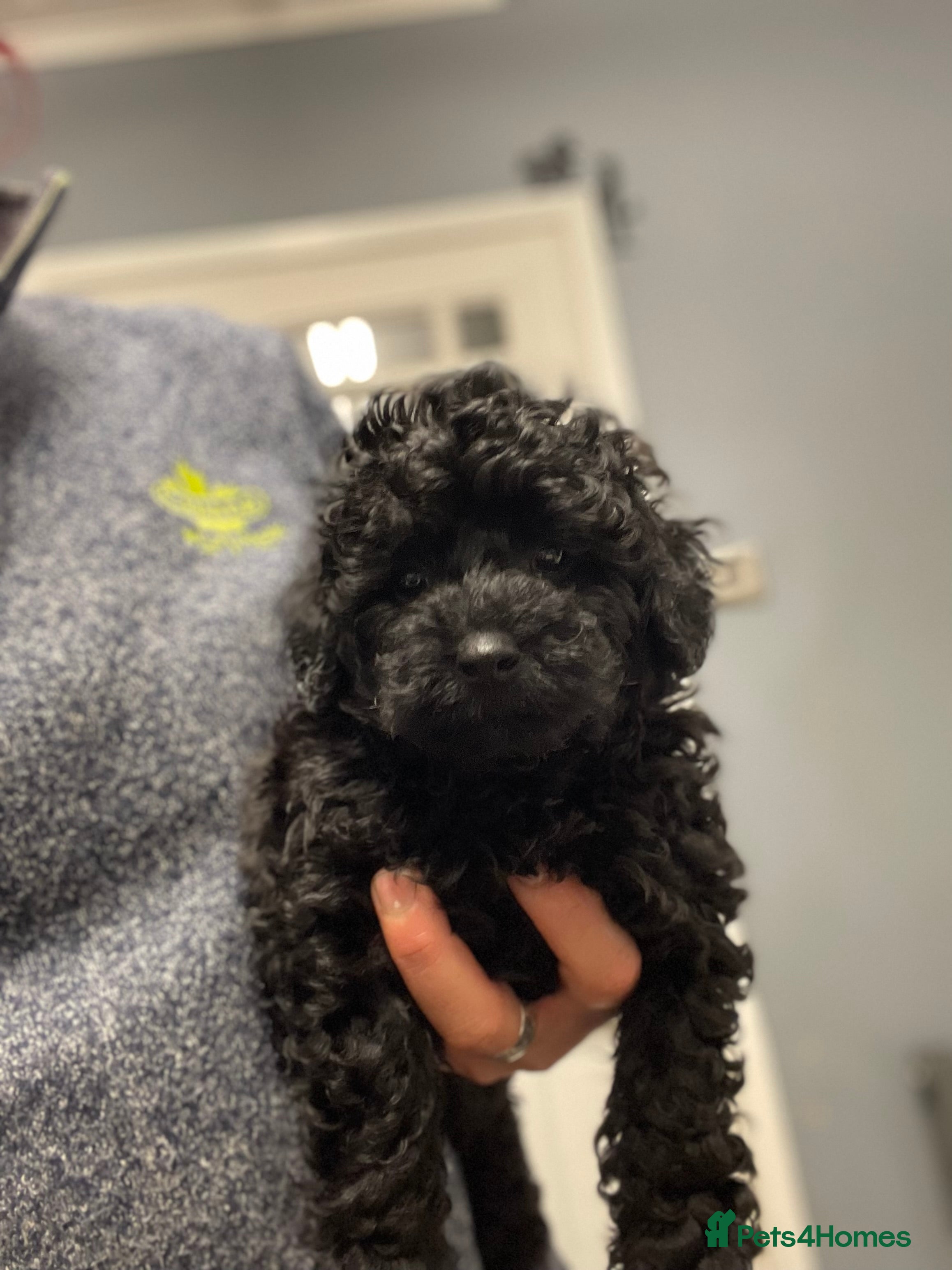 Toy Poodle dogs  PEDIGREE Toy Poodle BOY - Advert 4