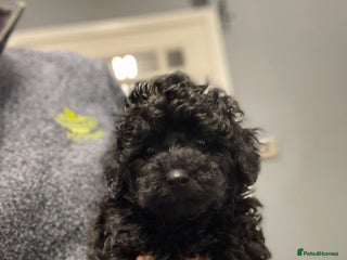 Toy Poodle dogs PEDIGREE Toy Poodle BOY - Advert 3