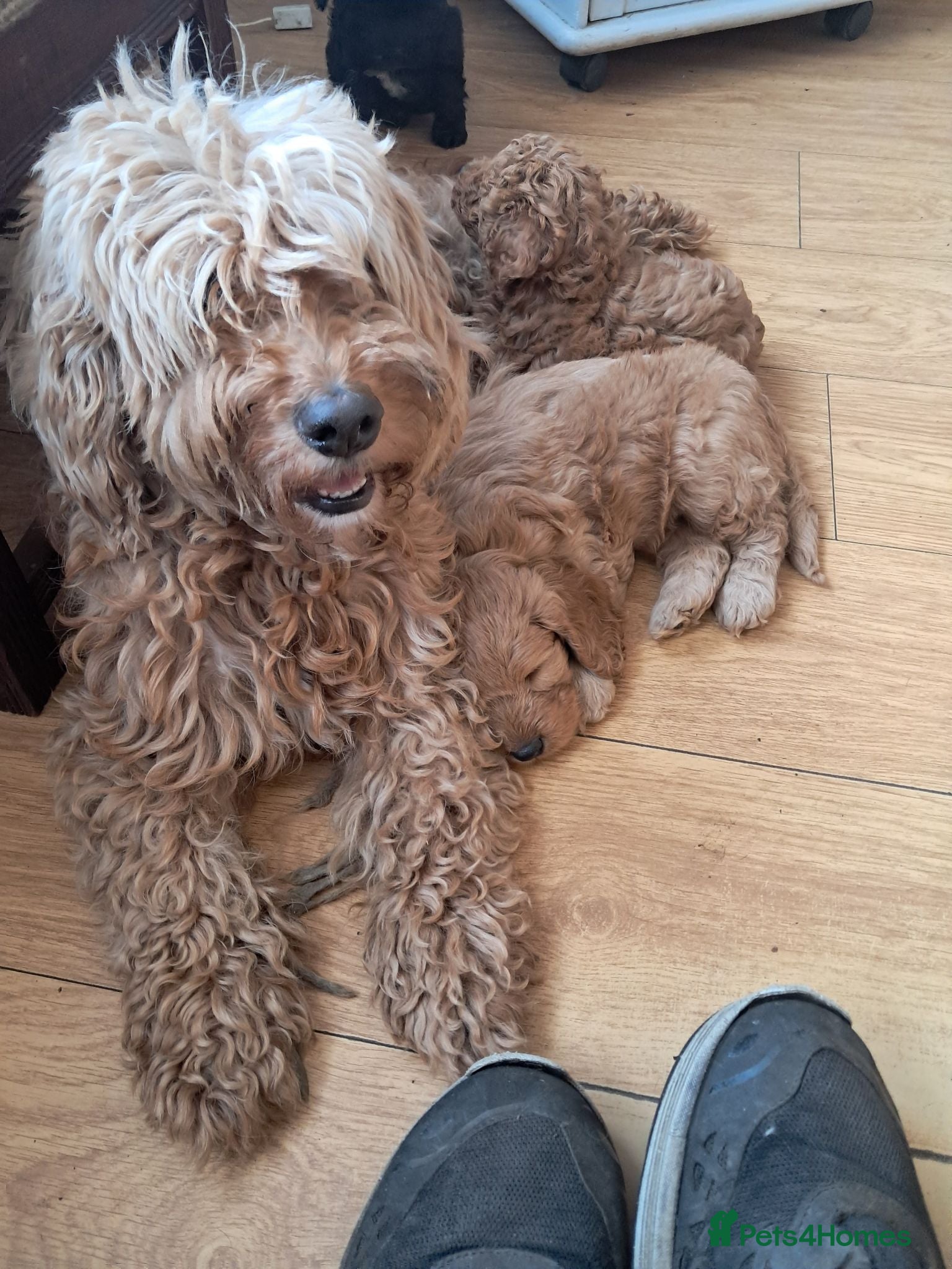 Cockapoo dogs Cockapoos F2 (deep red/faun) - Advert 2