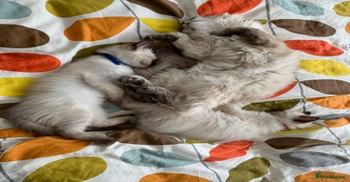 Ragdoll cats 🏅GCCF Ragdoll kittens Ready now - Advert 5