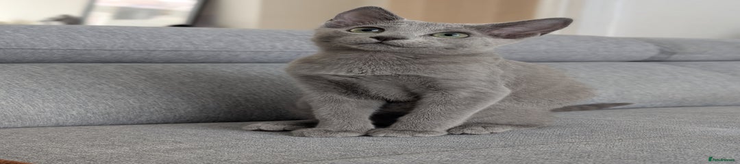 Russian Blue Kitten 1