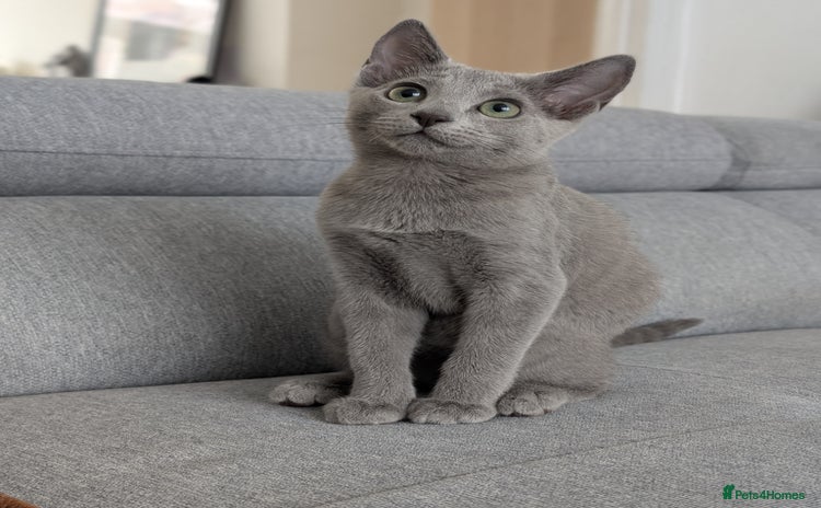 Russian Blue cats - Advert 1