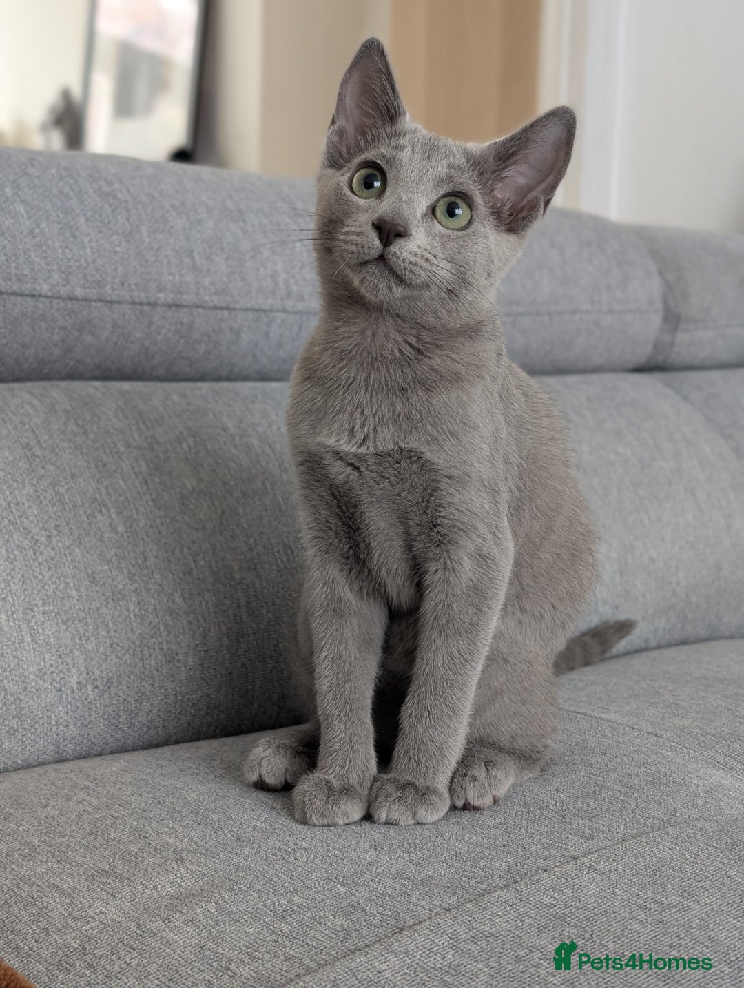 Russian Blue cats for sale: Last Russian Blue girl - Image 1